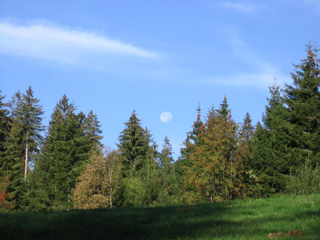 Schwarzwald-Chalet Feldberg Feldberg  Εξωτερικό φωτογραφία